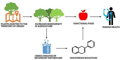 Functional Molecules in Locally-Adapted Crops: The Case Study of Tomatoes, Onions, and Sweet Cherry Fruits From Tuscany in Italy